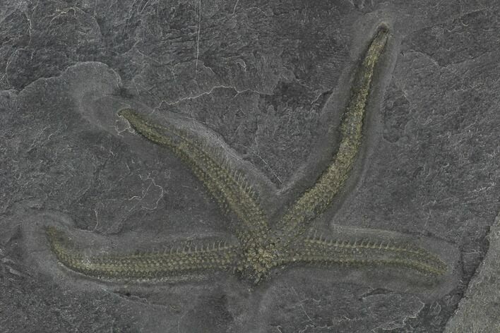 Pyritized Starfish (Urasterella) - Bundenbach, Germany #113291